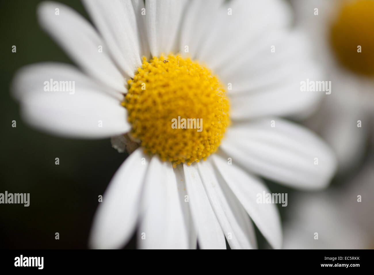 Margerite Stockfoto