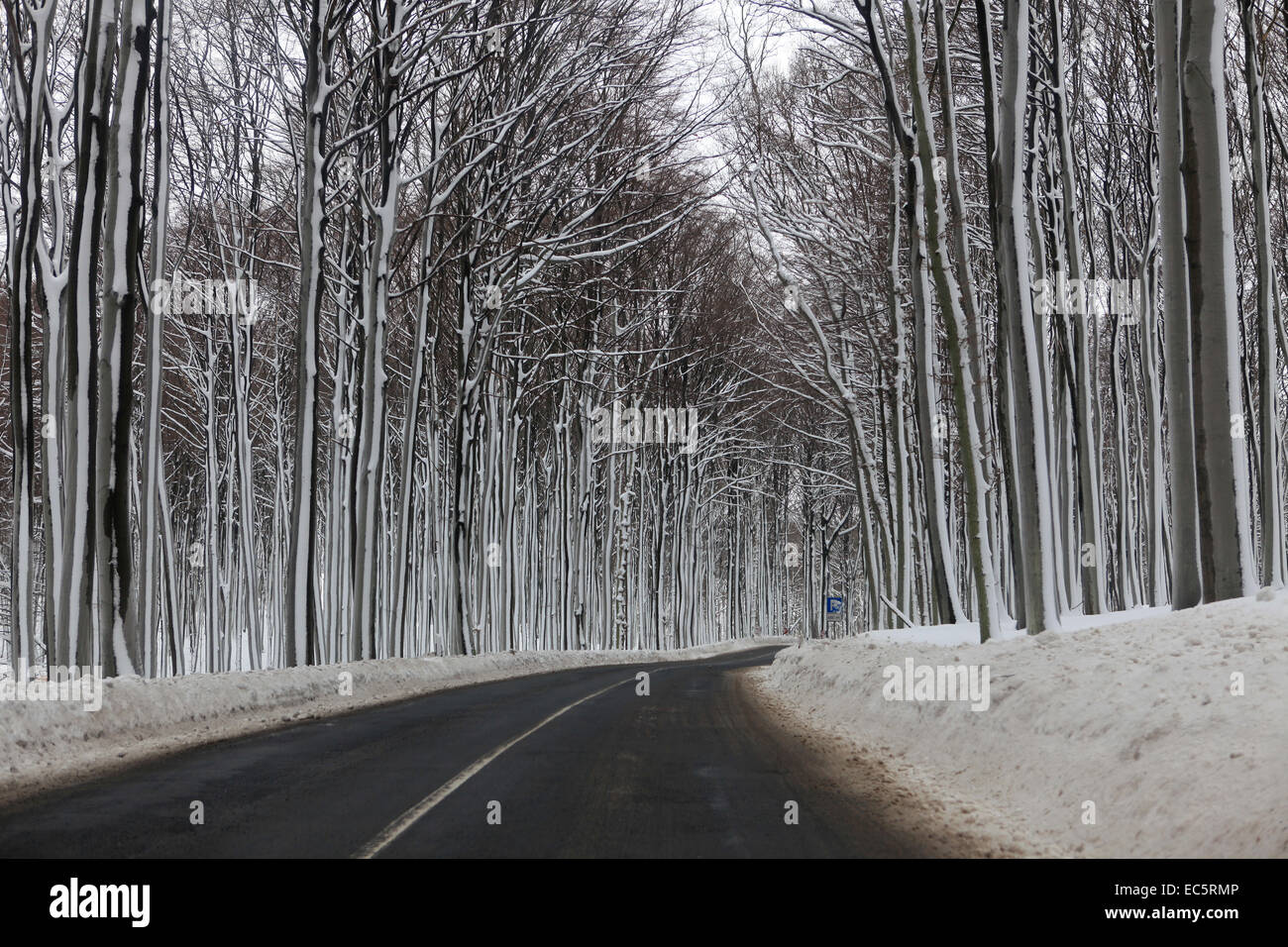 Straße nach Rügen im Winter im Wald im Schnee Stockfoto