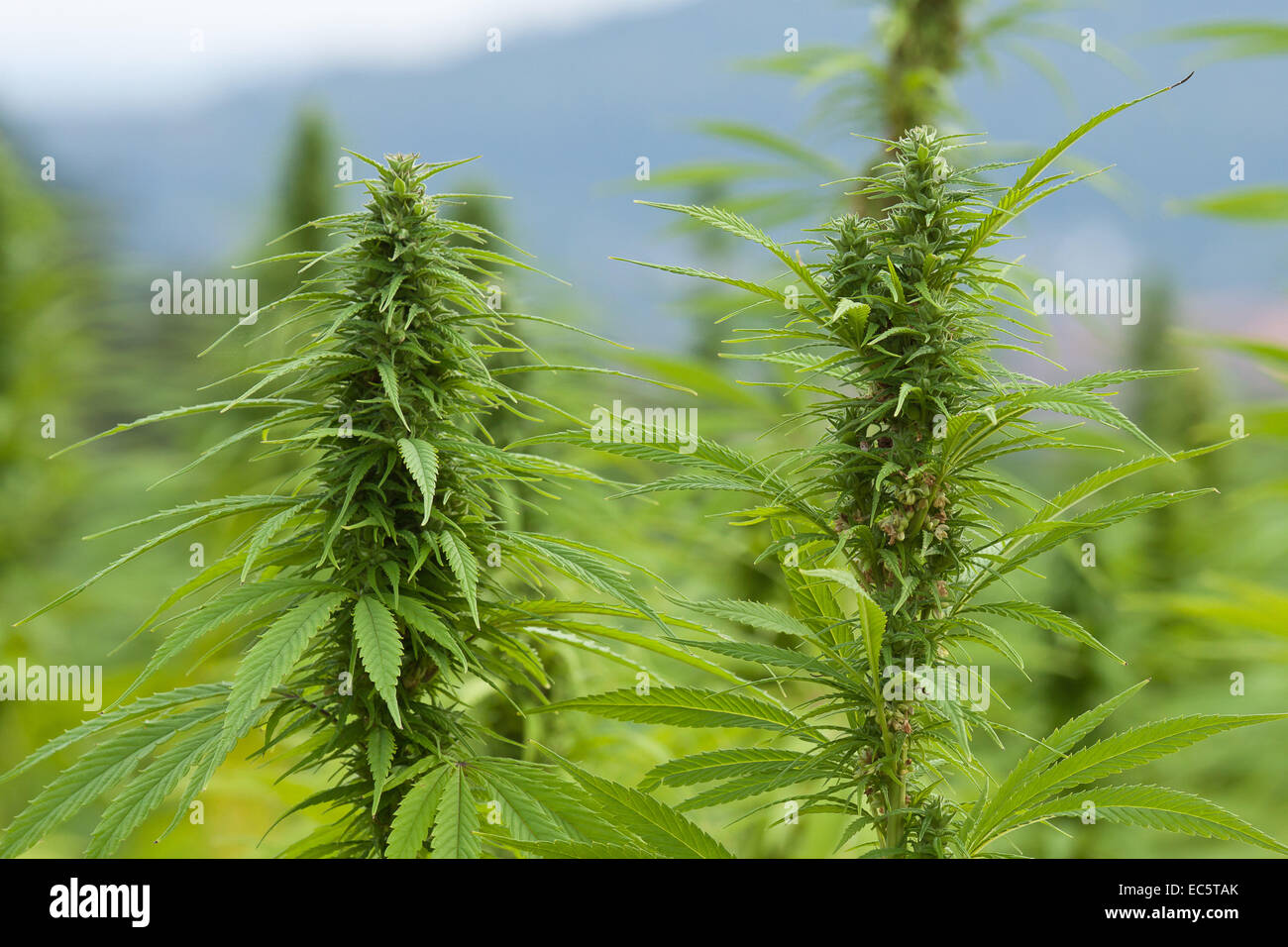 Hanf Blütenstände Stockfoto