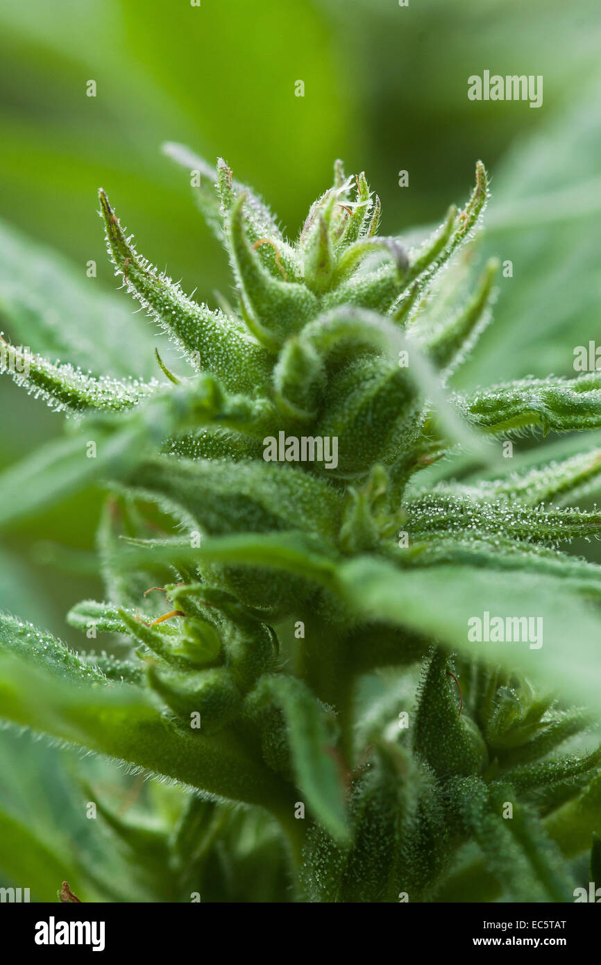 Hanf Blütenstände Originalgröße Stockfoto