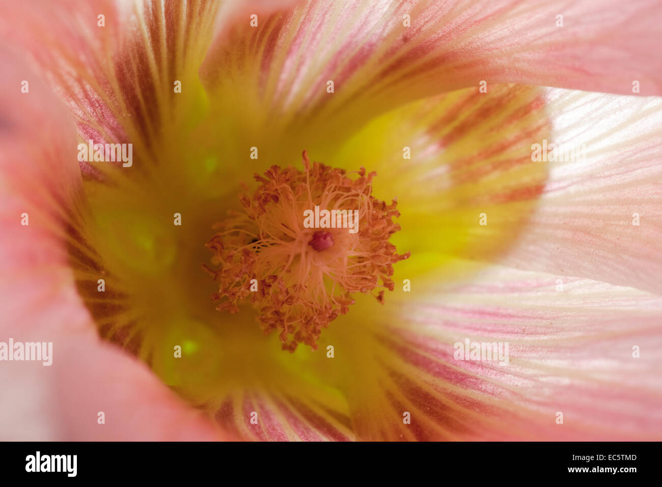 gemeinsamen Stockrose-Blüte seitlich Stockfoto