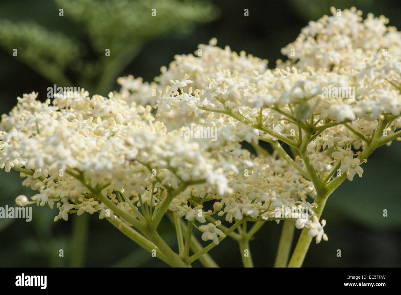 Überblick über einen einzigen europäischen schwarze Holunderblüten Stockfoto