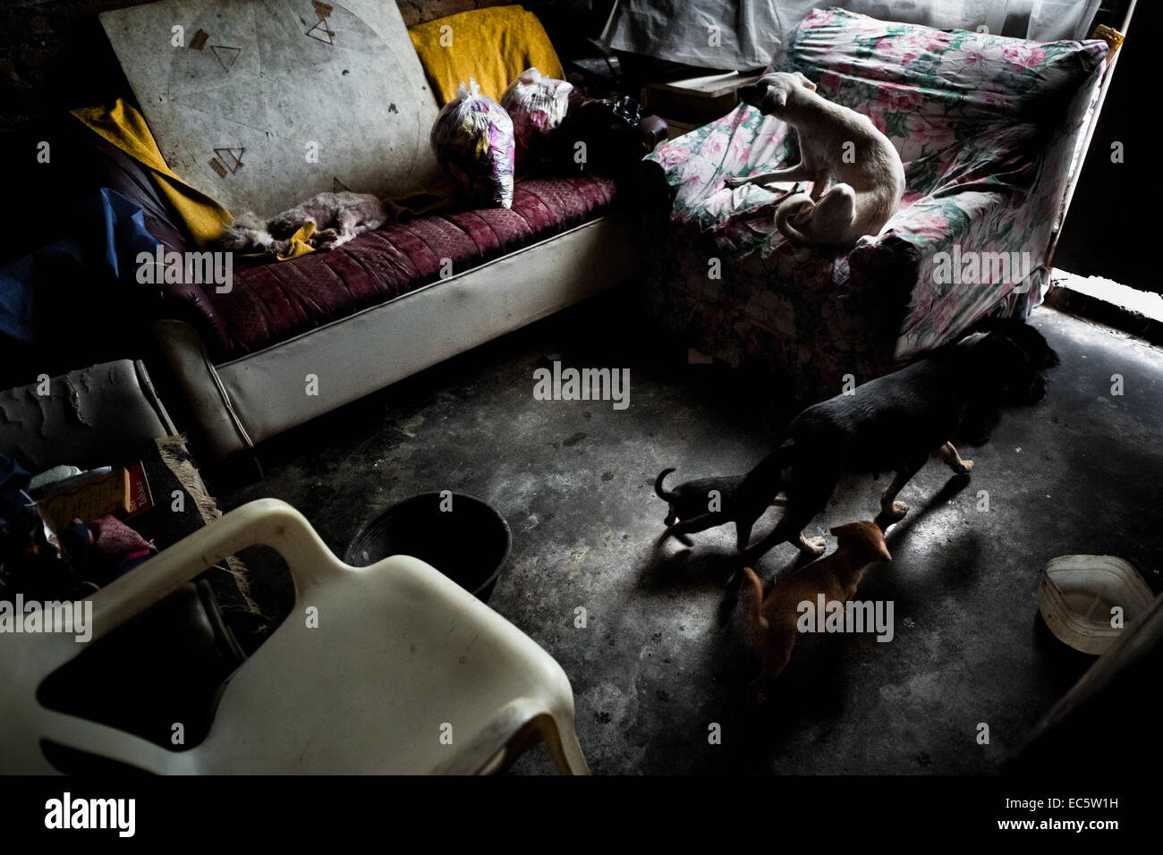Straßenhunde und Katzen schlafen und Essen in einem Schamanen Haus in Cali, Kolumbien, 17. April 2013. Stockfoto