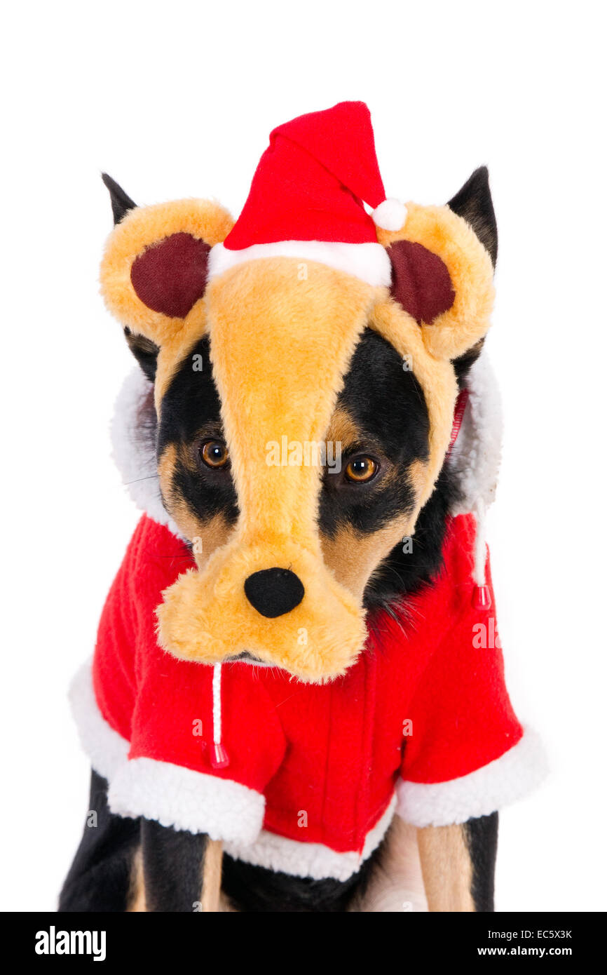 Working Kelpie in eine lustige Weihnachts-outfit Stockfoto