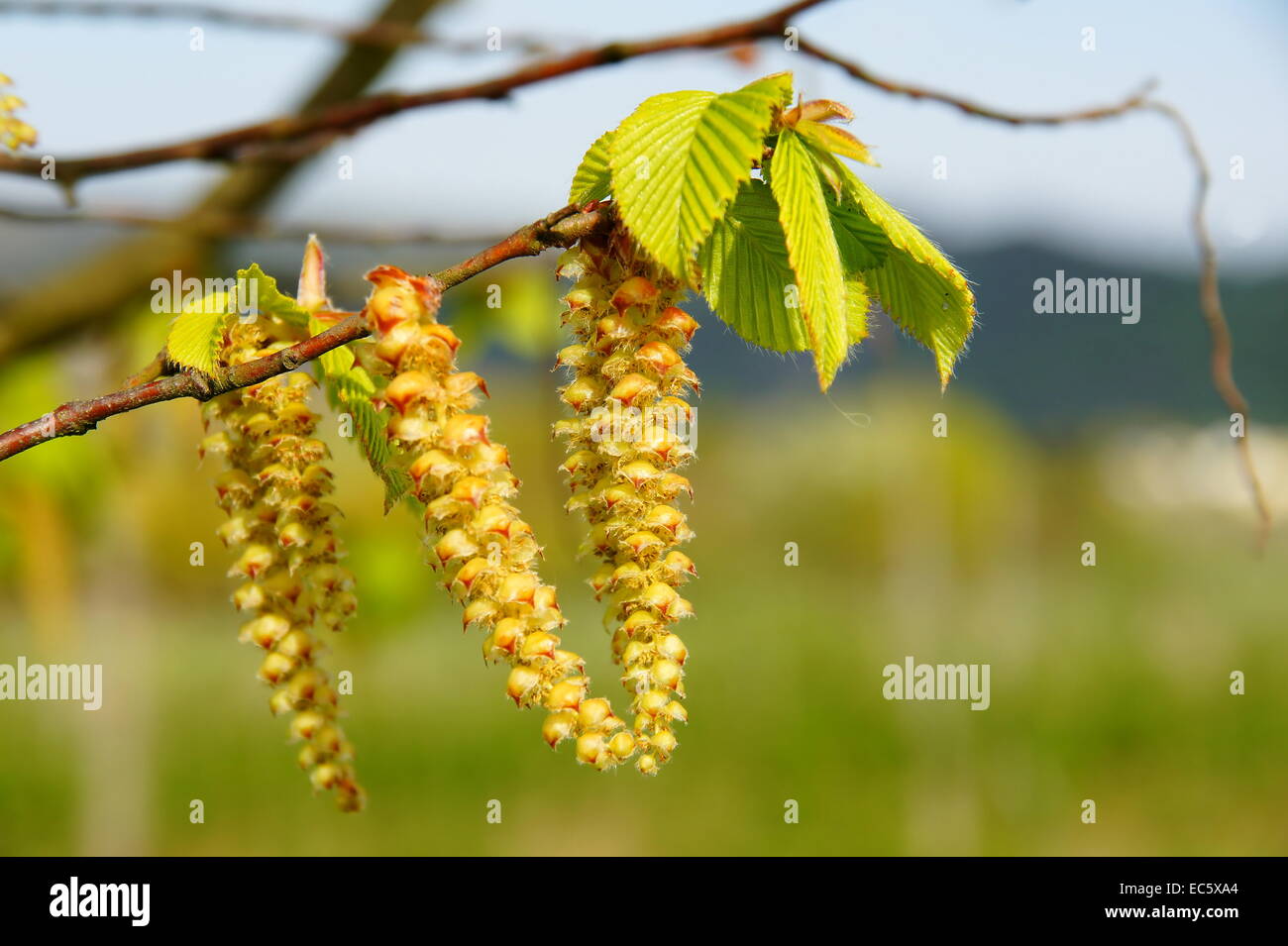 Hainbuche Blüten Nahaufnahme Stockfoto