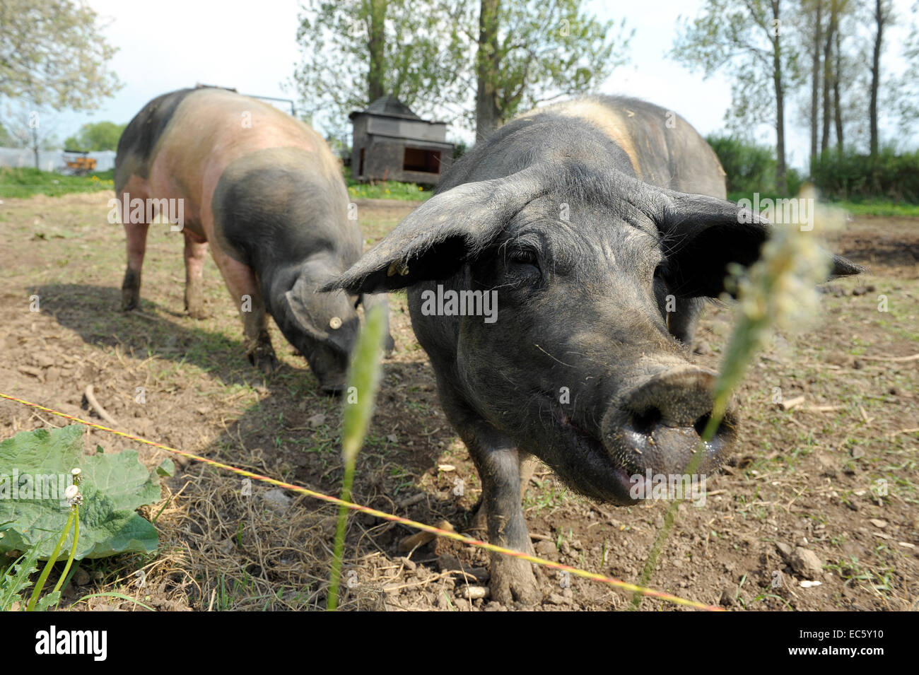 Natürliche Schwein Schweinestall Schweinestall Tiere Tier Haustier Haustiere Nutztierhaltung von Vieh, Schwein Nutztiere Stockfoto