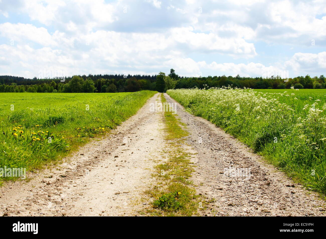 Feldweg in einen Wald im Hunsrück Stockfoto