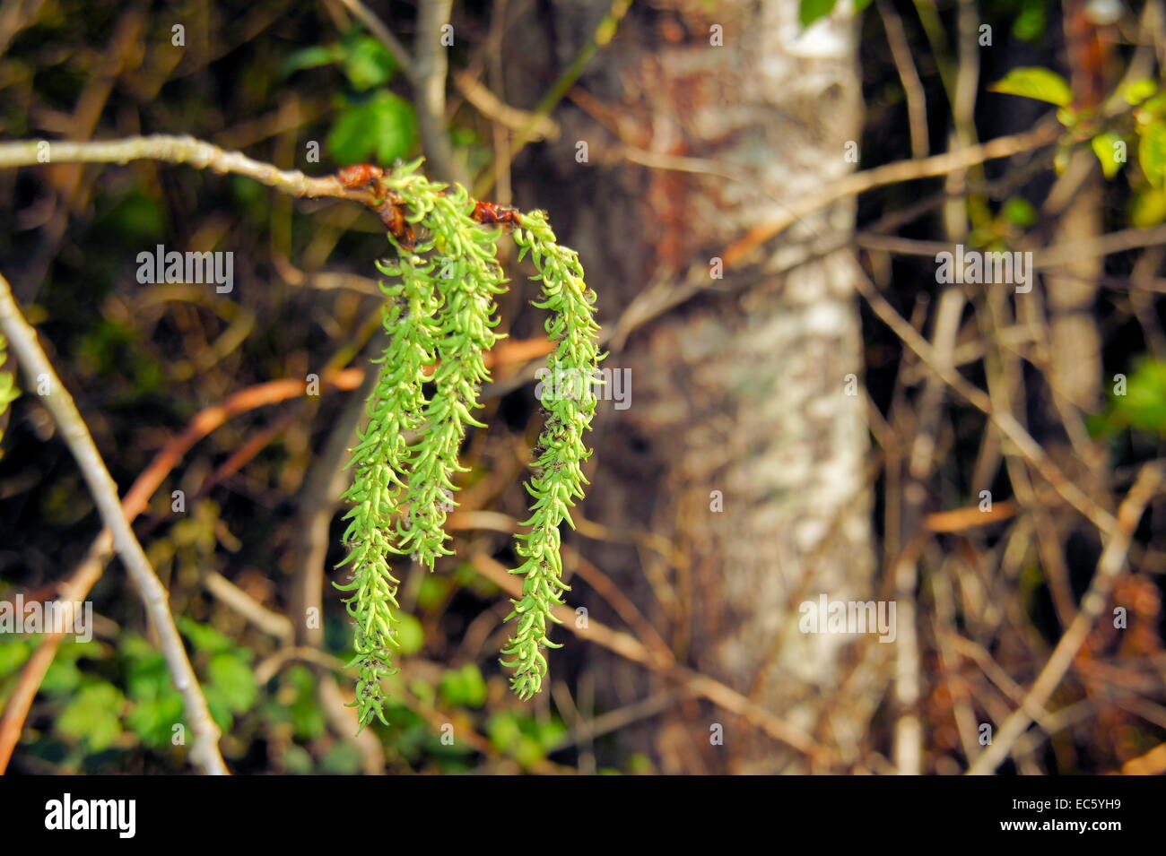 Grüne unreife Blumen von aspen Makro Stockfoto