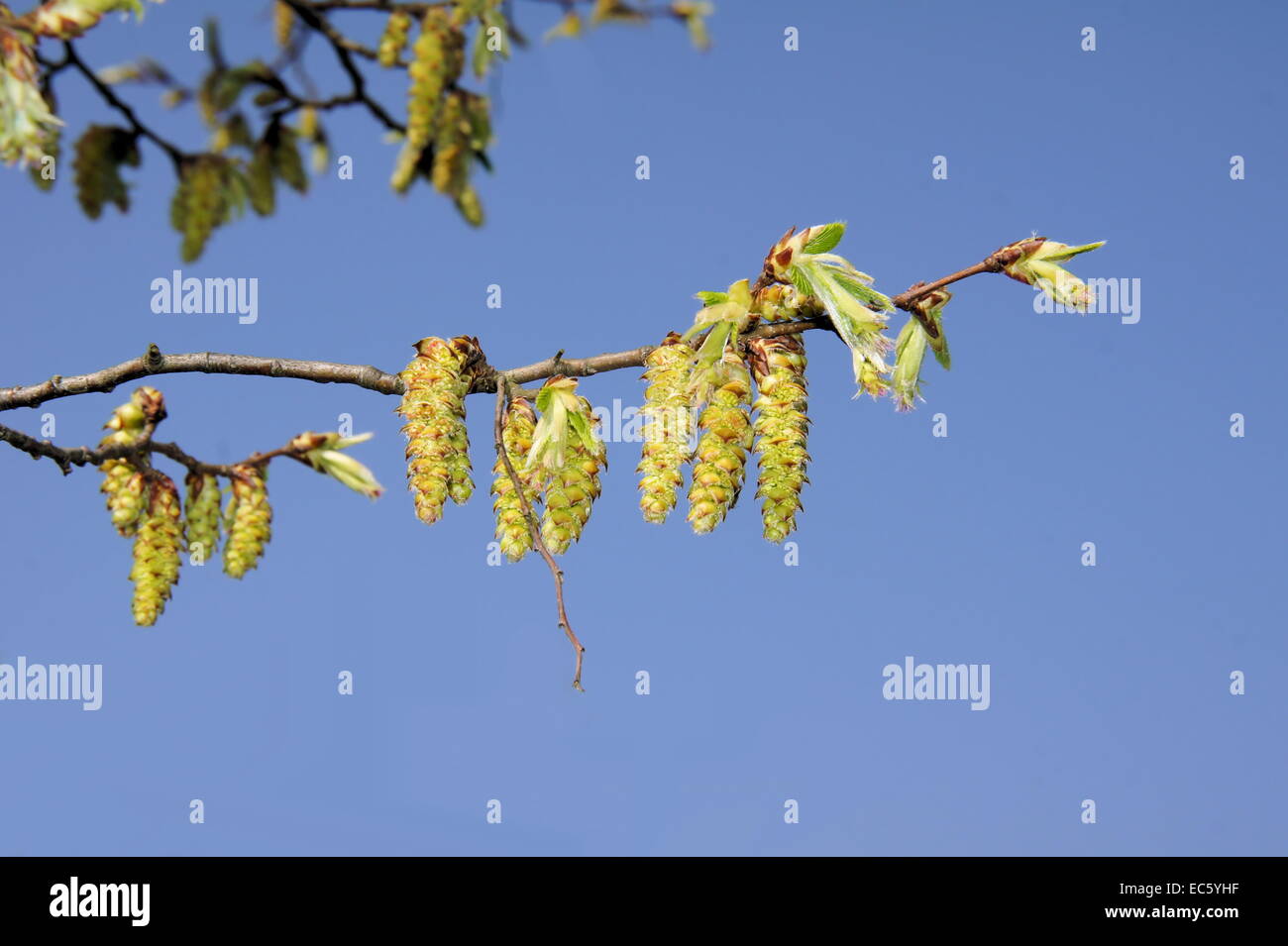 Hainbuche Blüten gegen blauen Himmel Stockfoto