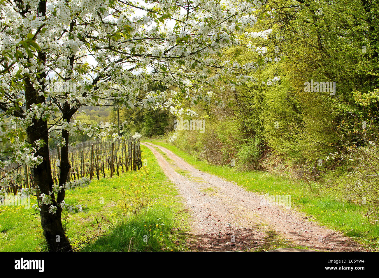 Lane mit Kirschbaum und Weinberg im Frühjahr Stockfoto