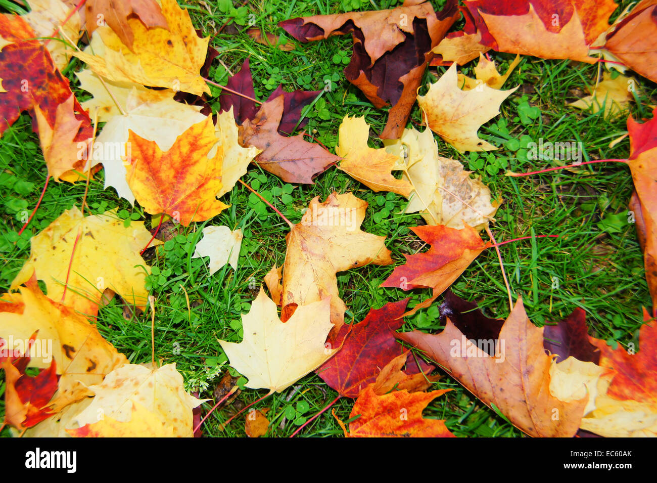 bunte Ahornblätter im Herbst auf der grünen Wiese Stockfoto