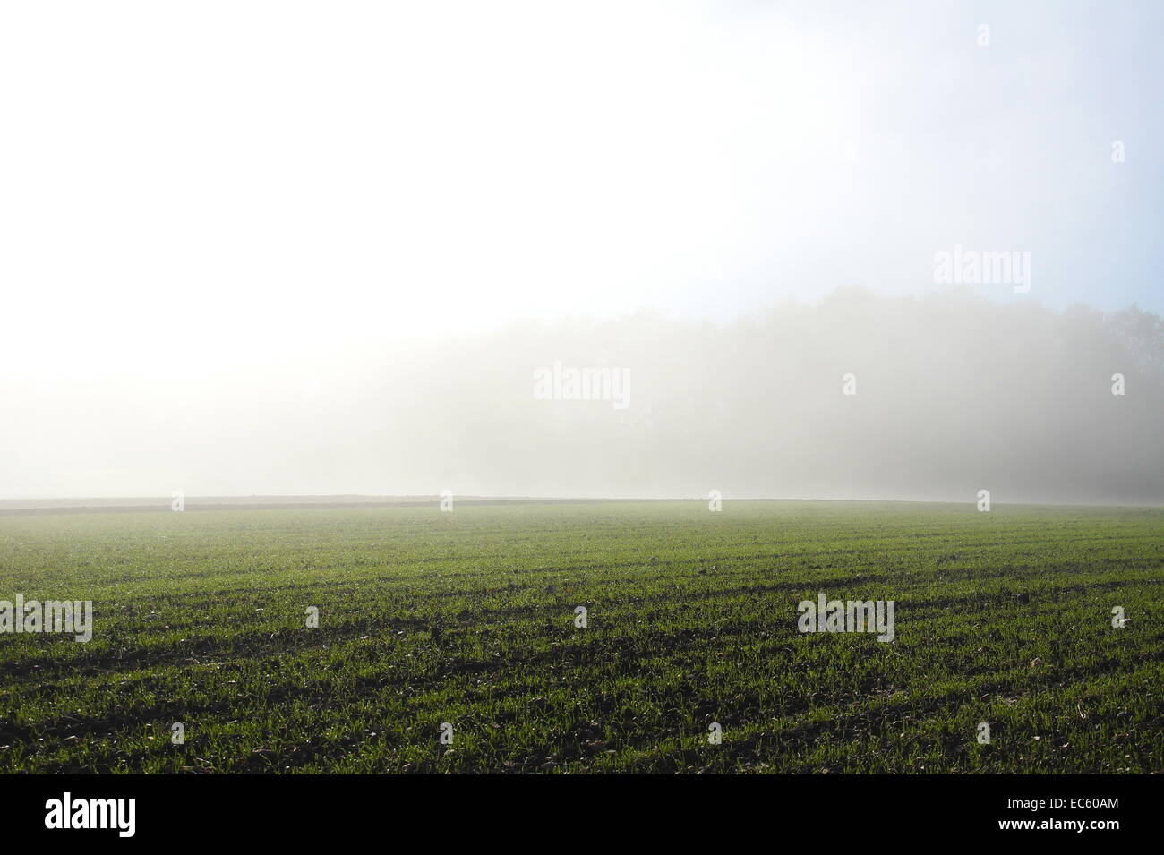 Felder mit dichtem Nebel vor dem Wald Stockfoto
