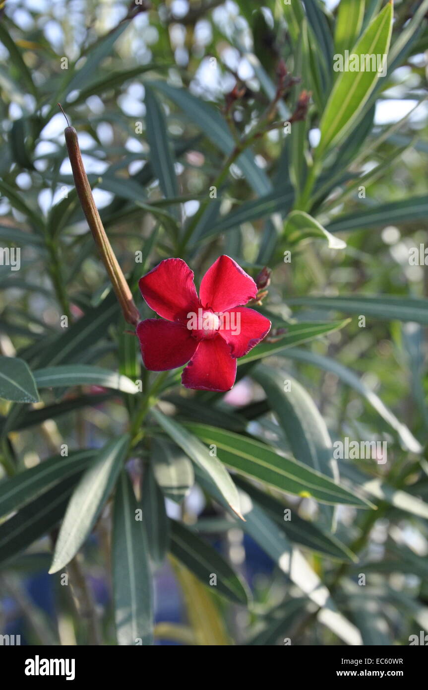 Oleander-Blume Stockfoto