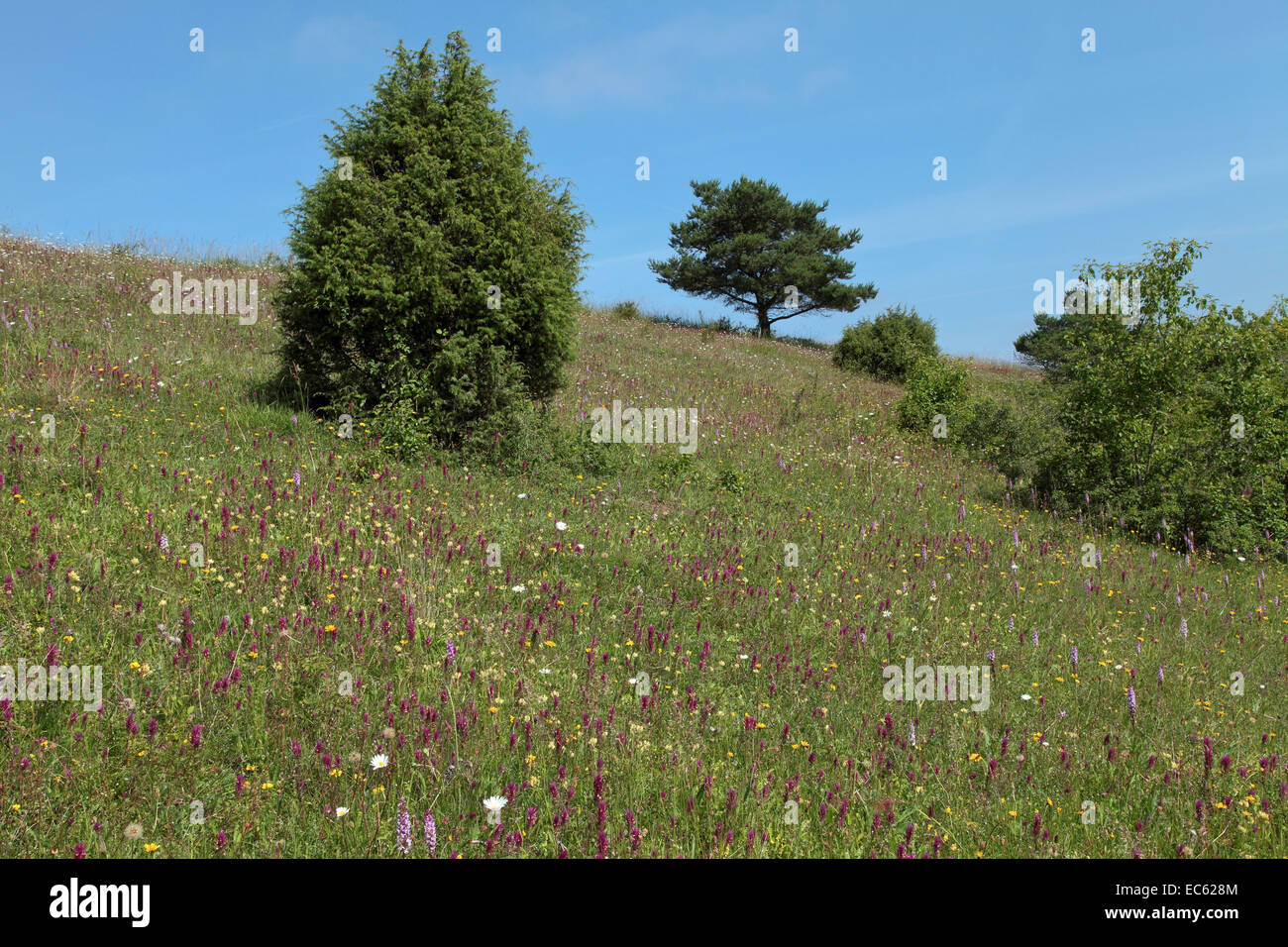 Artenreiche swart Stockfoto