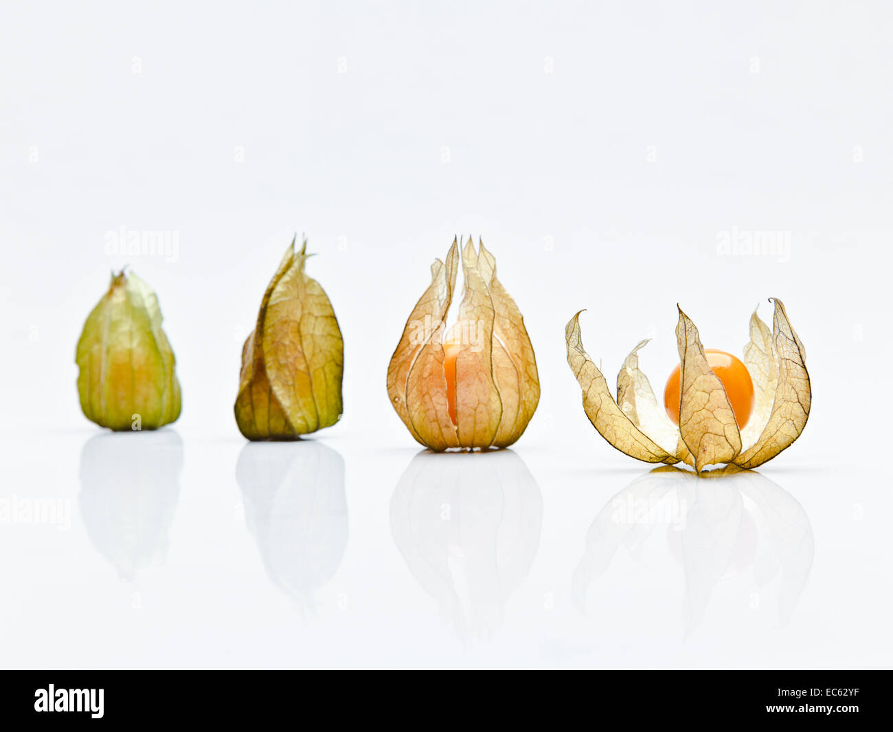 vier Physalis vor weiß Stockfoto