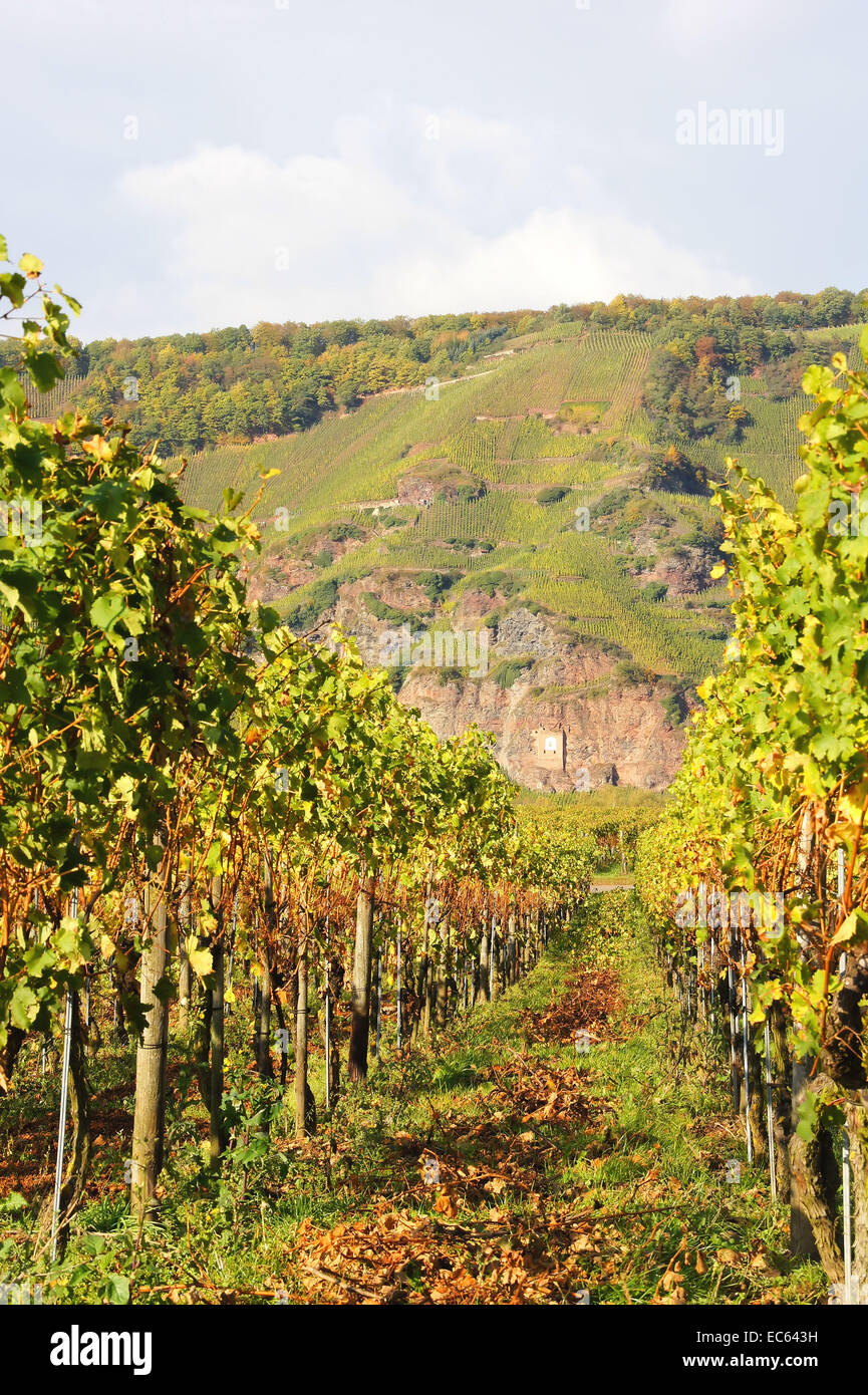 Weingarten mit Ürziger Sonnenuhr Stockfoto