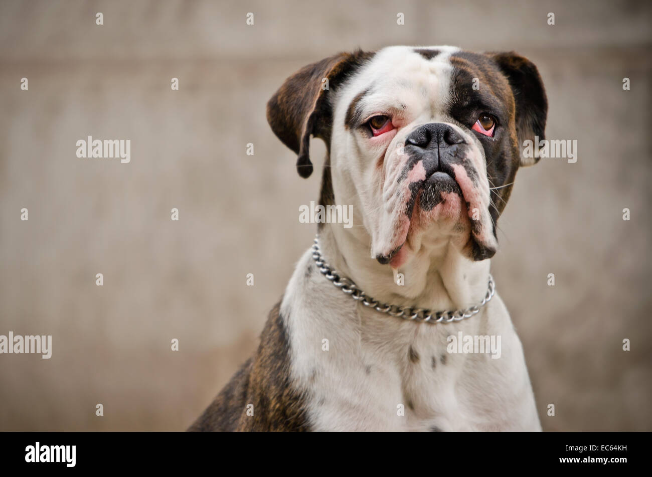 großer Hund mit roten Augen Stockfotografie - Alamy