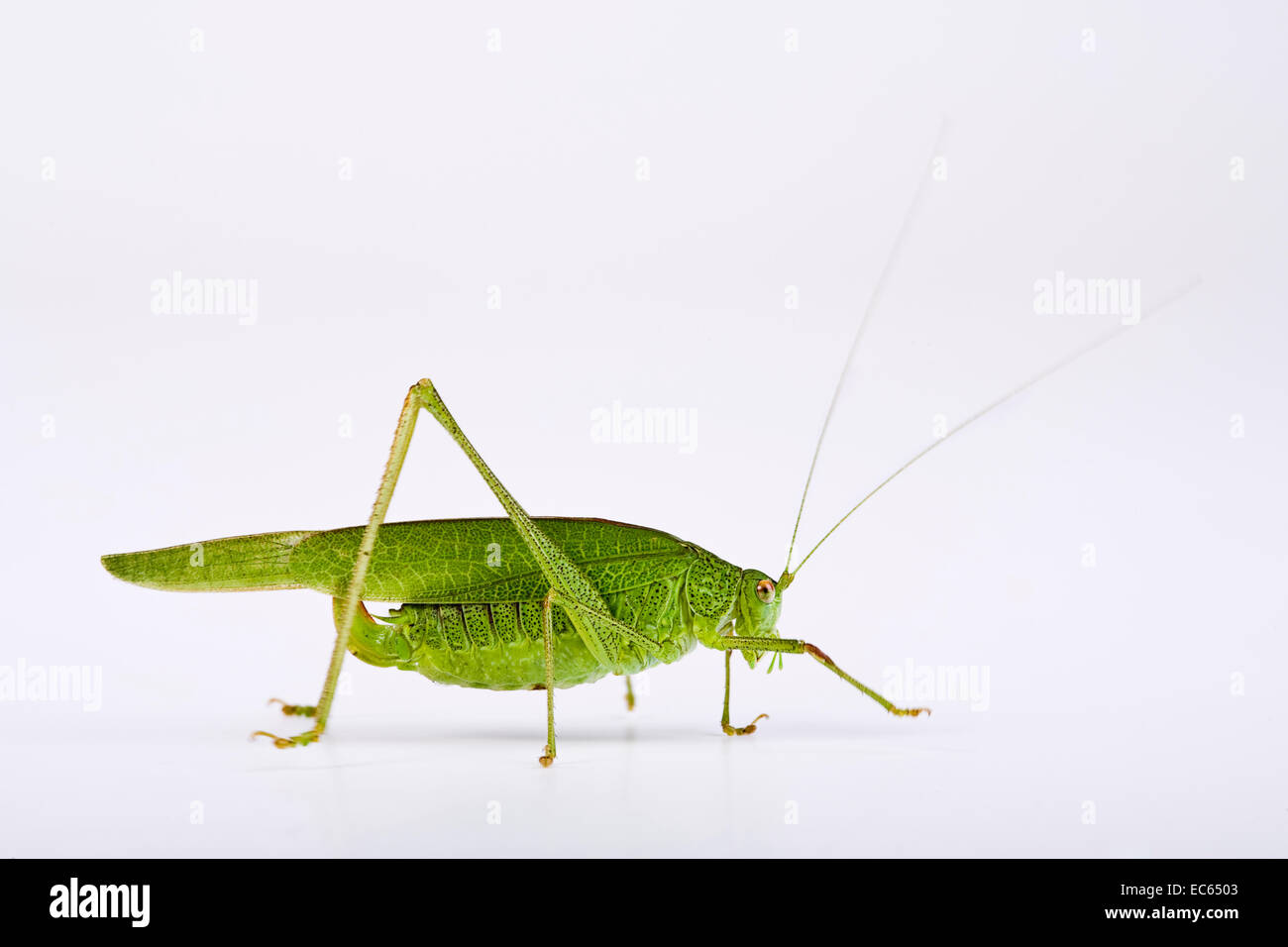 Sichel-Bearing Bush-Cricket Phaneroptera falcata Stockfoto