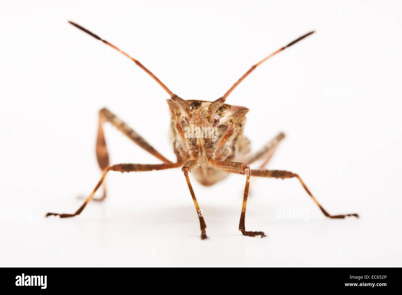Western Nadelbaum Samen Bug Leptoglossus occidentalis Stockfoto