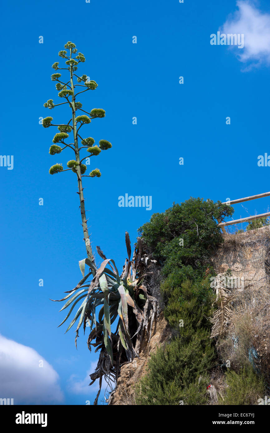 Der Bltenstand einer Agave-Pflanze, Lloret de Mar, Costa Brava, Comarca  Selva, Provinz Girona, Katalonien, Spanien, Europa Stockfotografie - Alamy