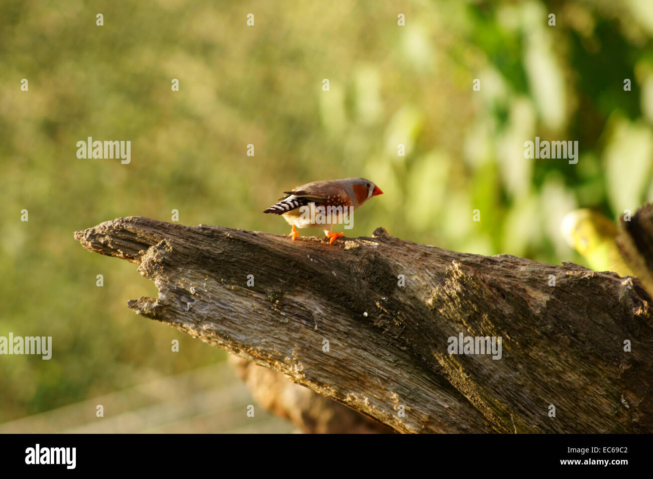 Zebrafinken Stockfoto