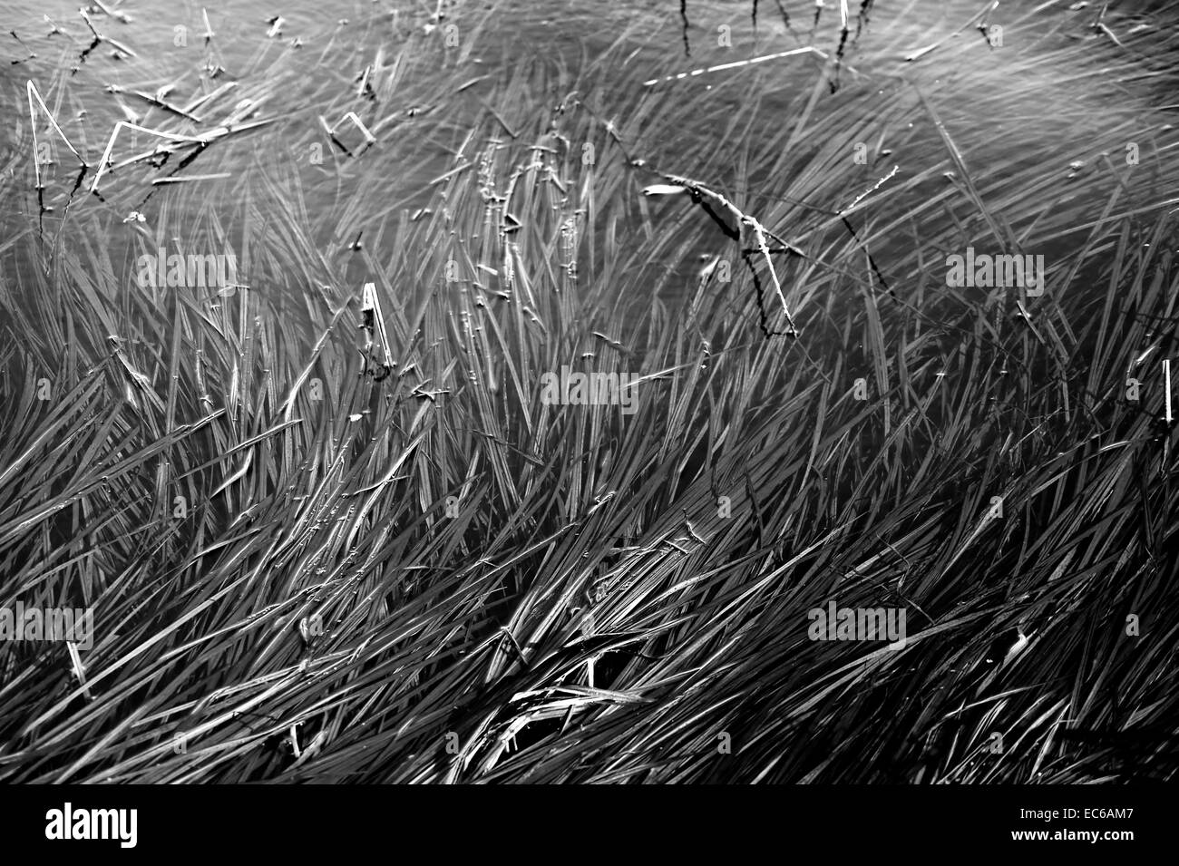 Grass im Wasser Stockfoto