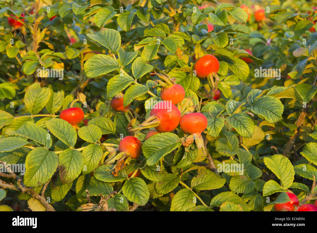 Rosa Rugosa Strand