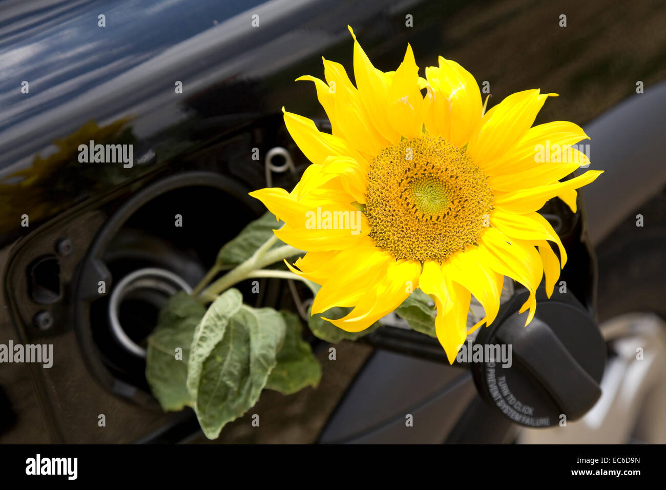 Sonnenblumen und Auto Stockfotografie - Alamy