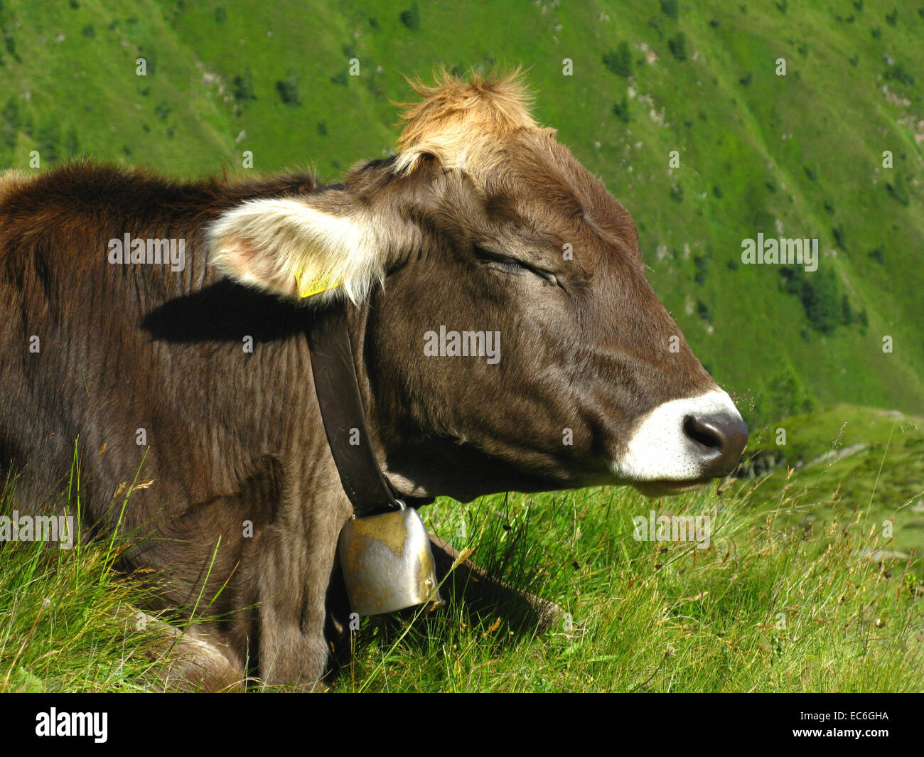 Fleckvieh kuh -Fotos und -Bildmaterial in hoher Auflösung – Alamy