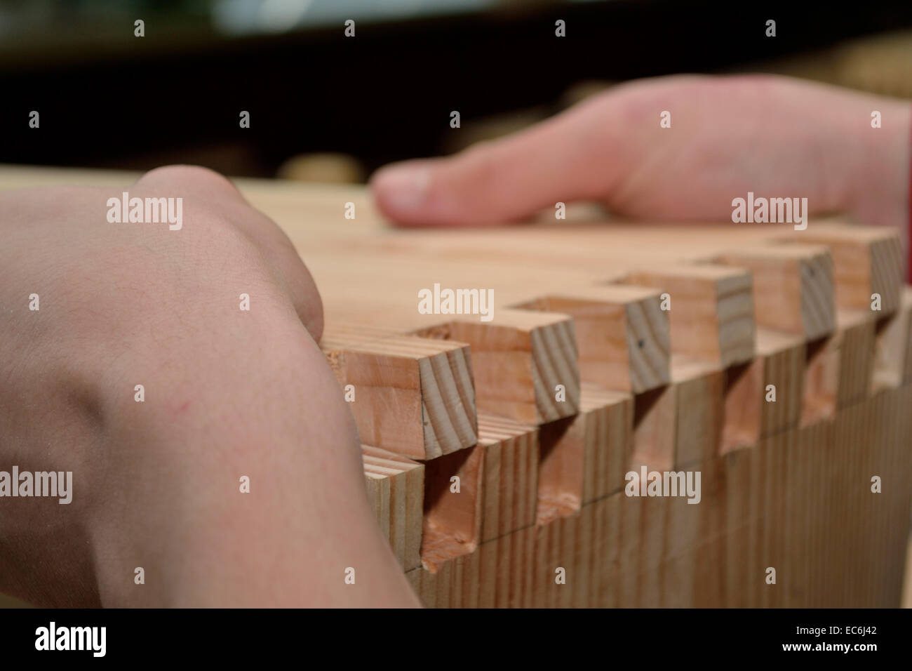 Tischler verbindet zwei Stücke Holz mit Fingergelenke Stockfoto