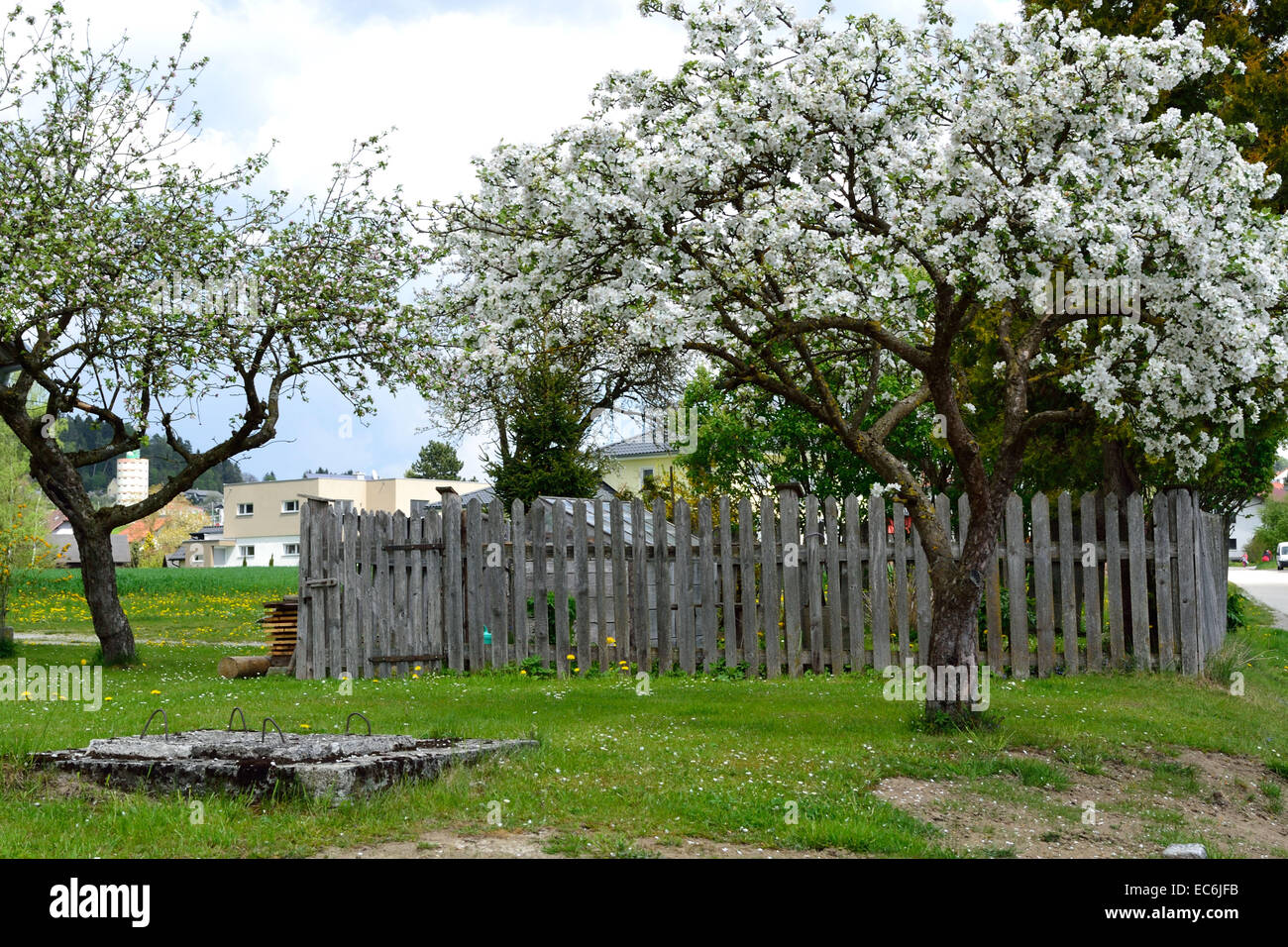 Apfelbaum vor alten Holzzaun und alte Brunnen Stockfoto