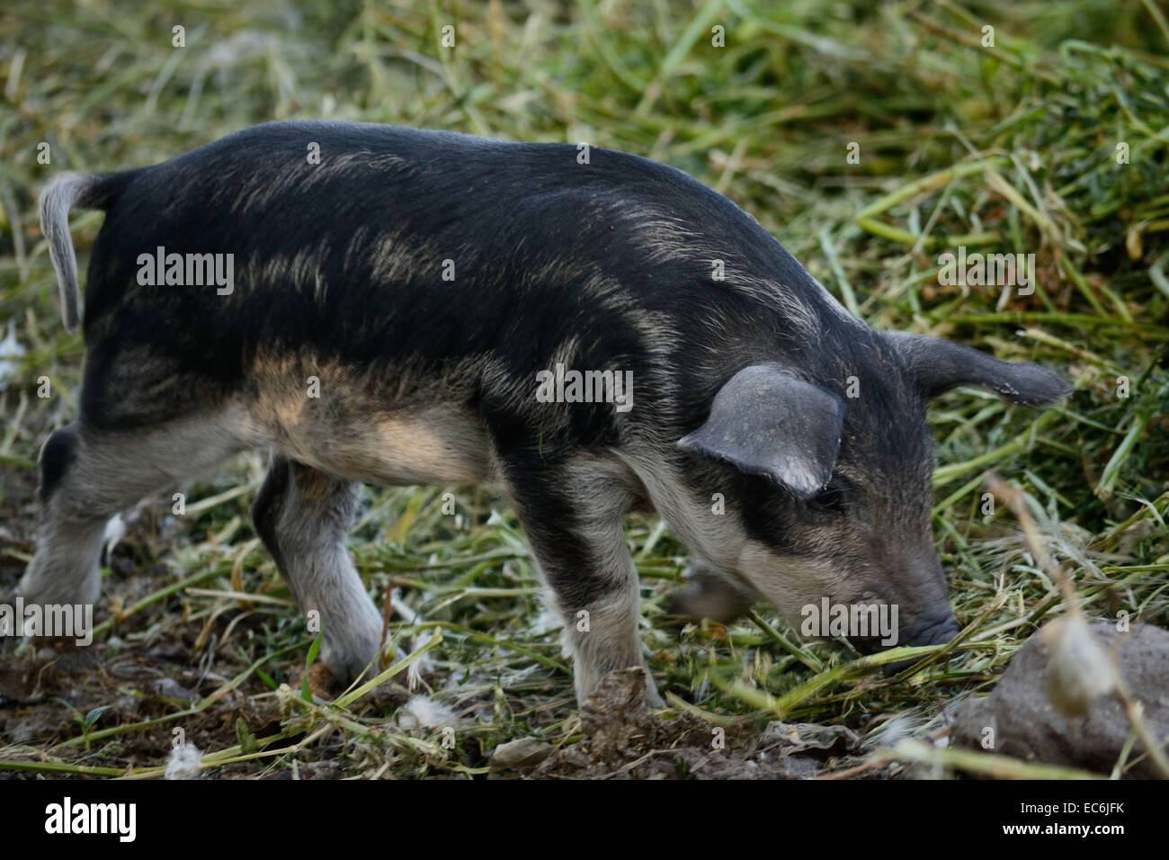 Das Mangalitza Schwein, Ferkel ungarischen züchten Schweine Stockfoto