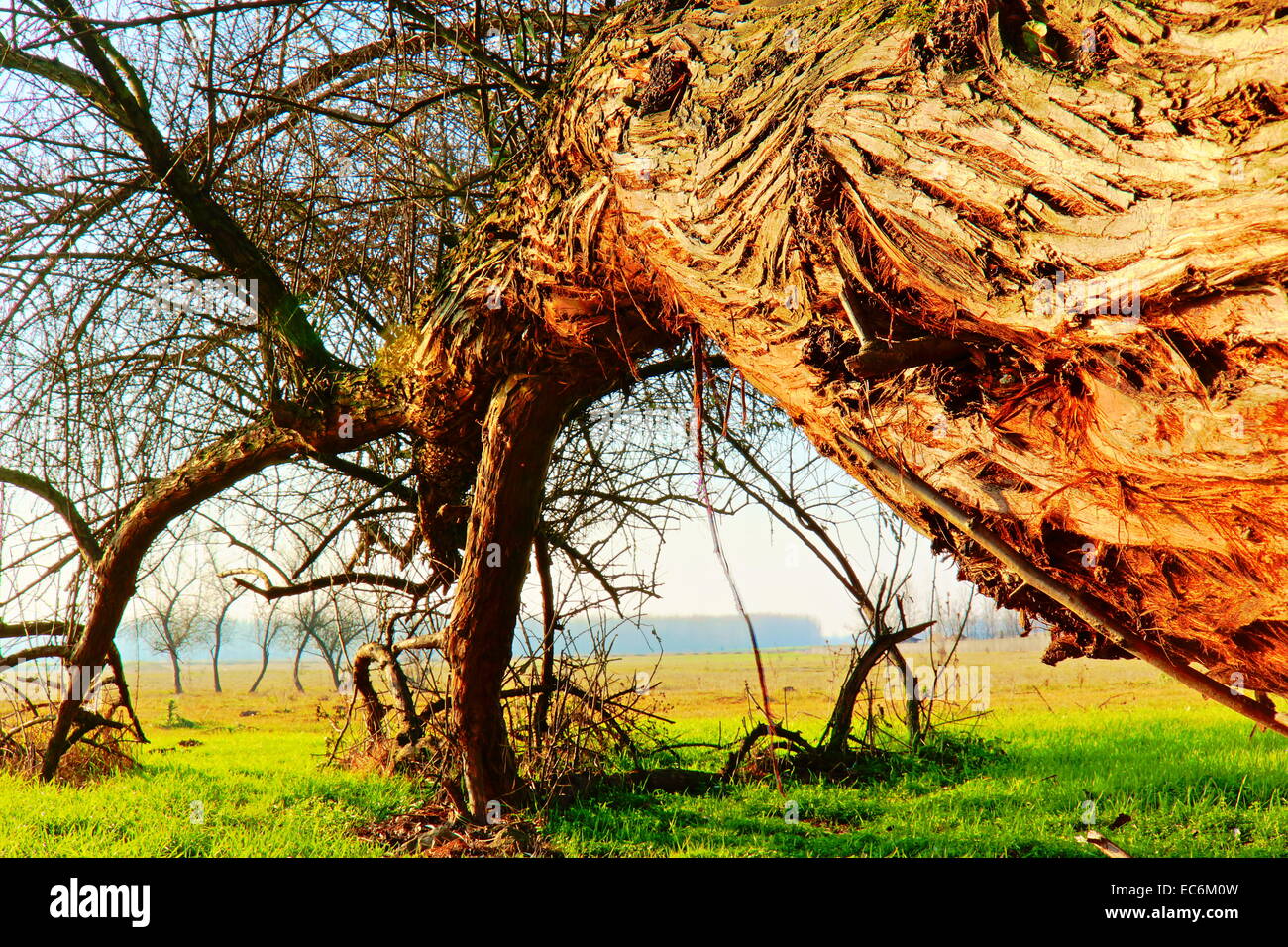 Der schiefe Baum in der Puszta Stockfoto