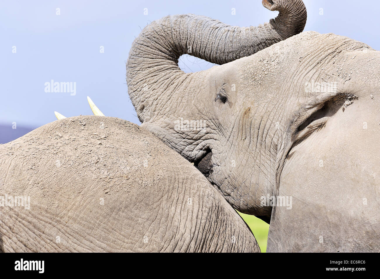 Elefanten schnüffeln noch einen Elefanten Stockfoto