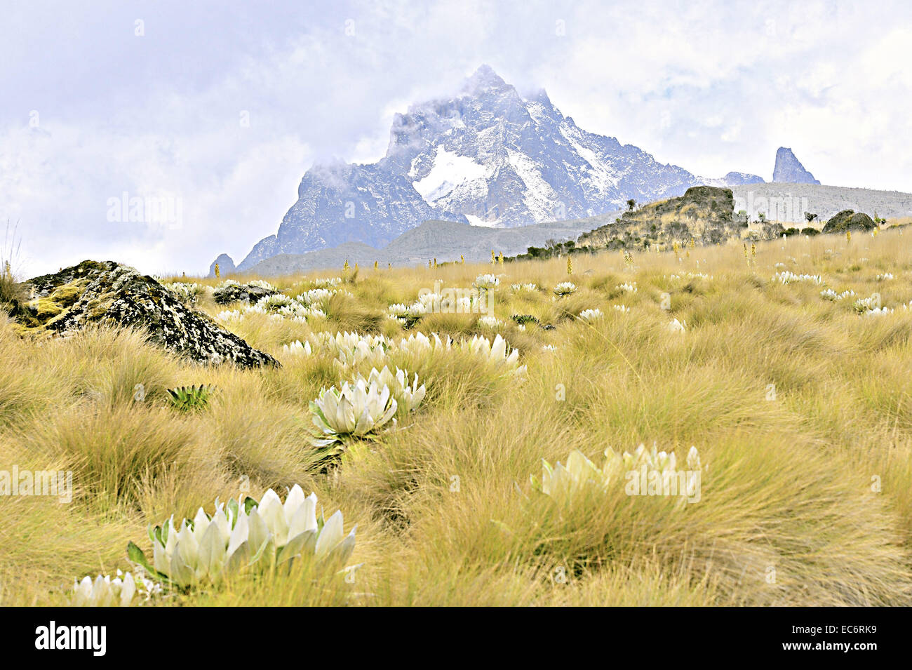 der höheren Region des Mount Kenya Stockfoto