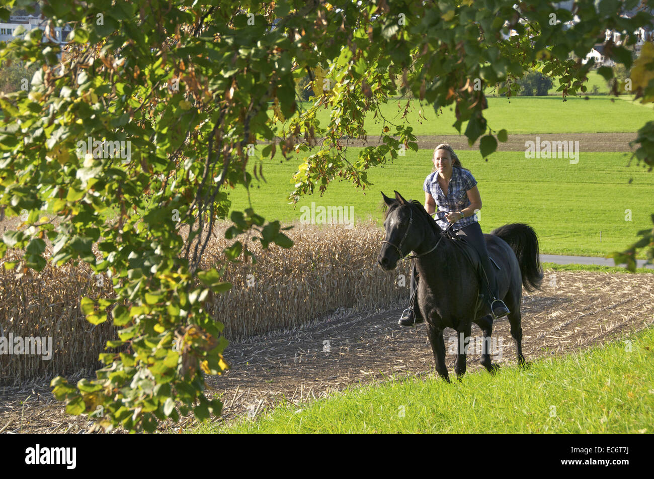 Frau auf einem schwarzen arabischen Pferd in der Landschaft Stockfoto