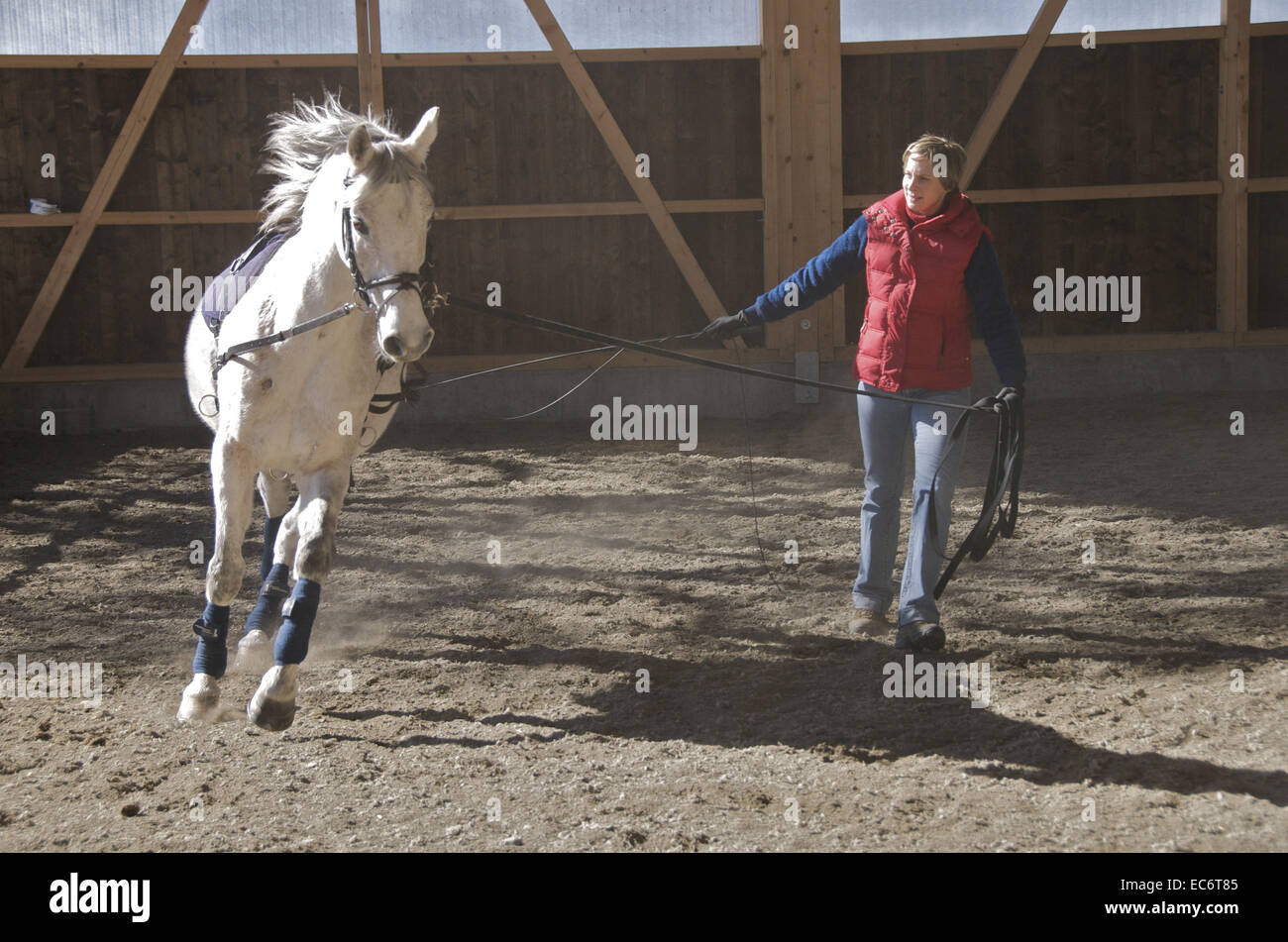 junge Frau Züge arabischen graue Pferd Stockfoto