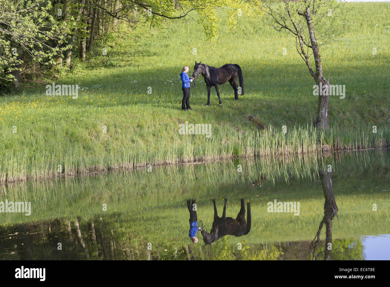 Frau mit Vollblutaraber im Teich Stockfoto