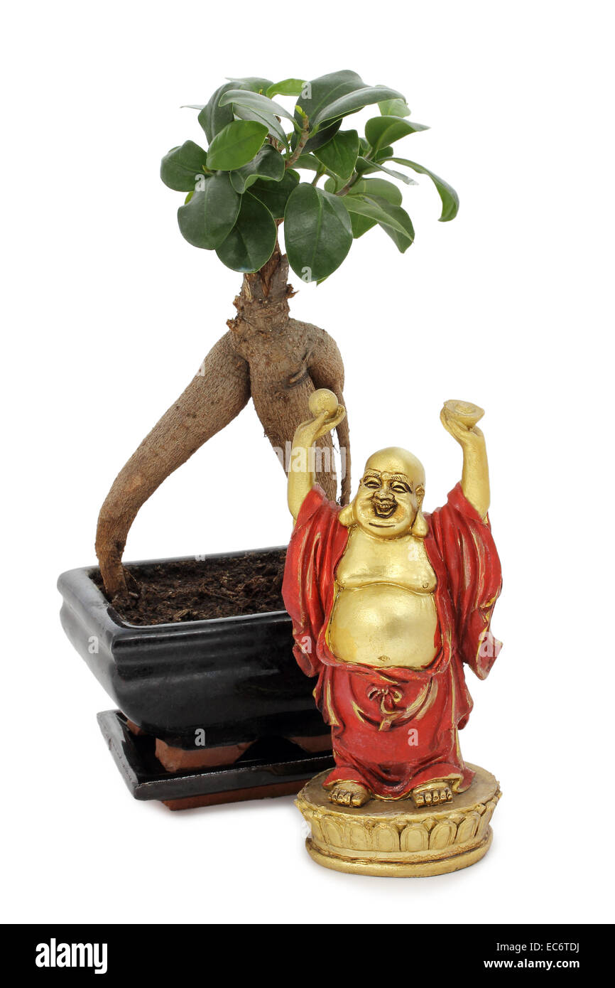 Budda Figur vor einem bonsai Stockfoto
