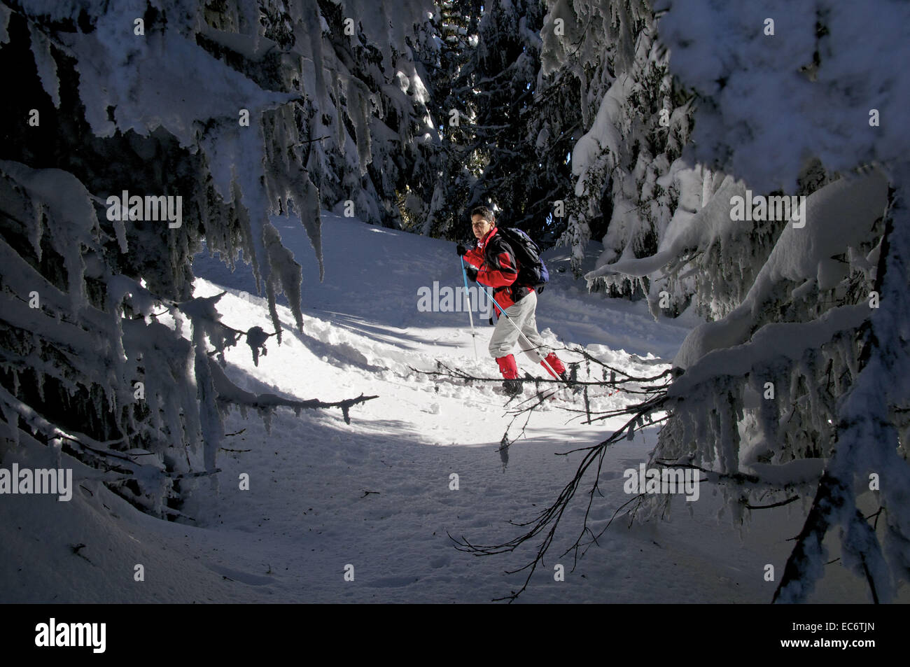 weibliche Schneeschuhwanderer in roten Windjacke zu Fuß durch frisch verschneite Wald von Tannen Stockfoto