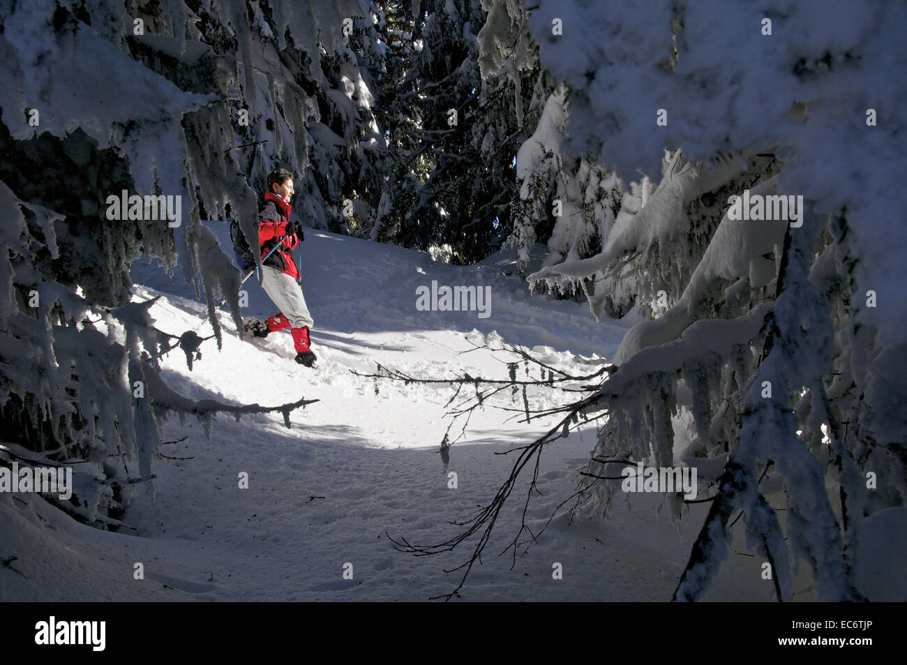 weibliche Schneeschuhwanderer in roten Windjacke zu Fuß durch frisch verschneite Wald von Tannen Stockfoto