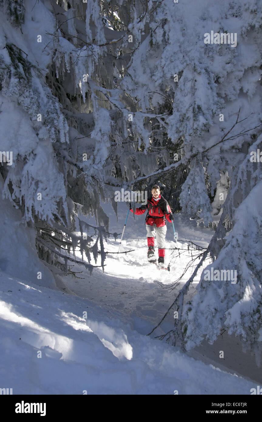 weibliche Schneeschuhwanderer in roten Windjacke zu Fuß durch frisch verschneite Wald von Tannen Stockfoto