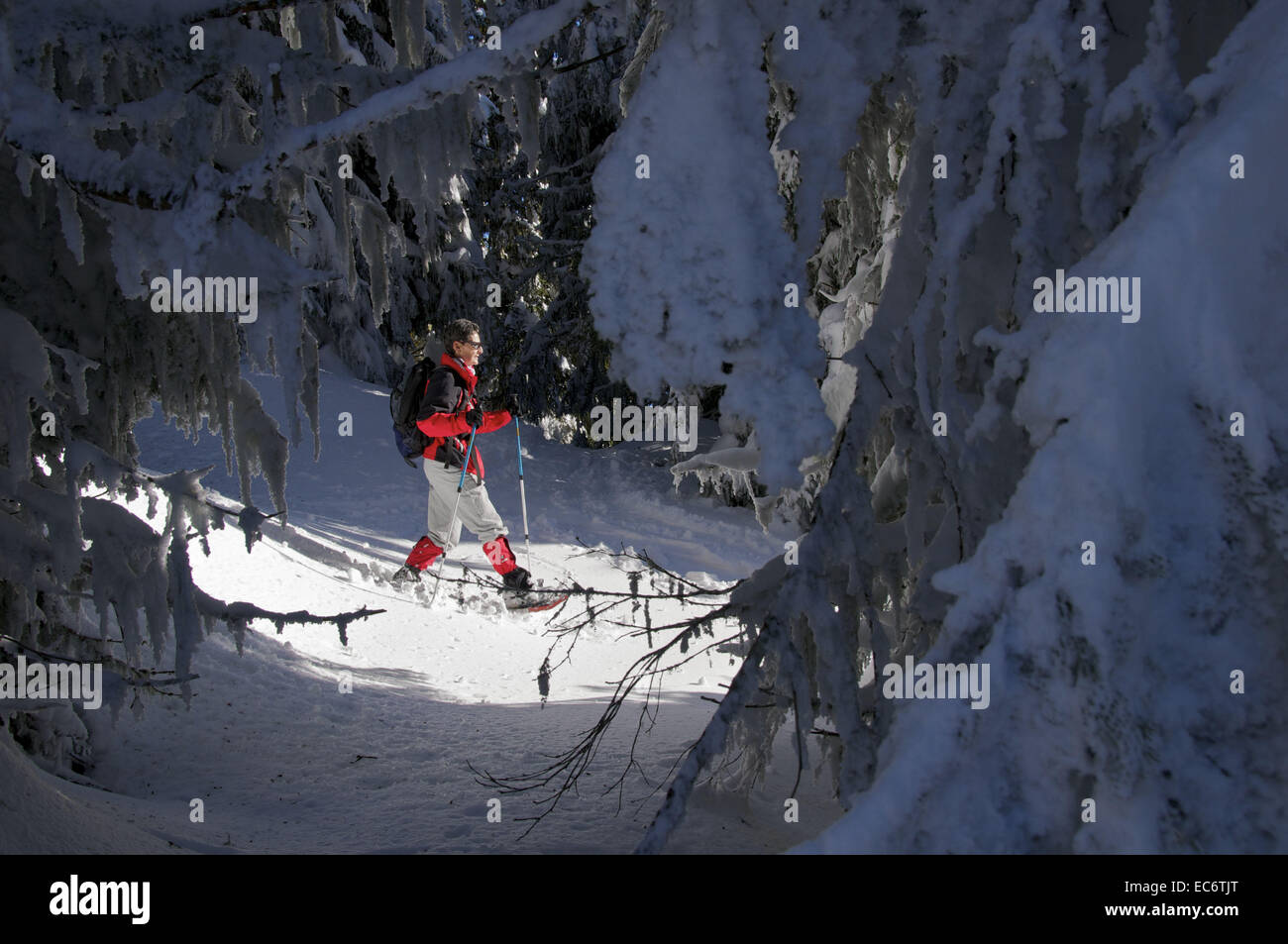 weibliche Schneeschuhwanderer in roten Windjacke zu Fuß durch frisch verschneite Wald von Tannen Stockfoto