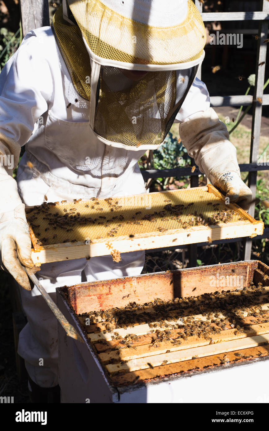 Die Bienenzucht in Portland, Oregon. Stockfoto