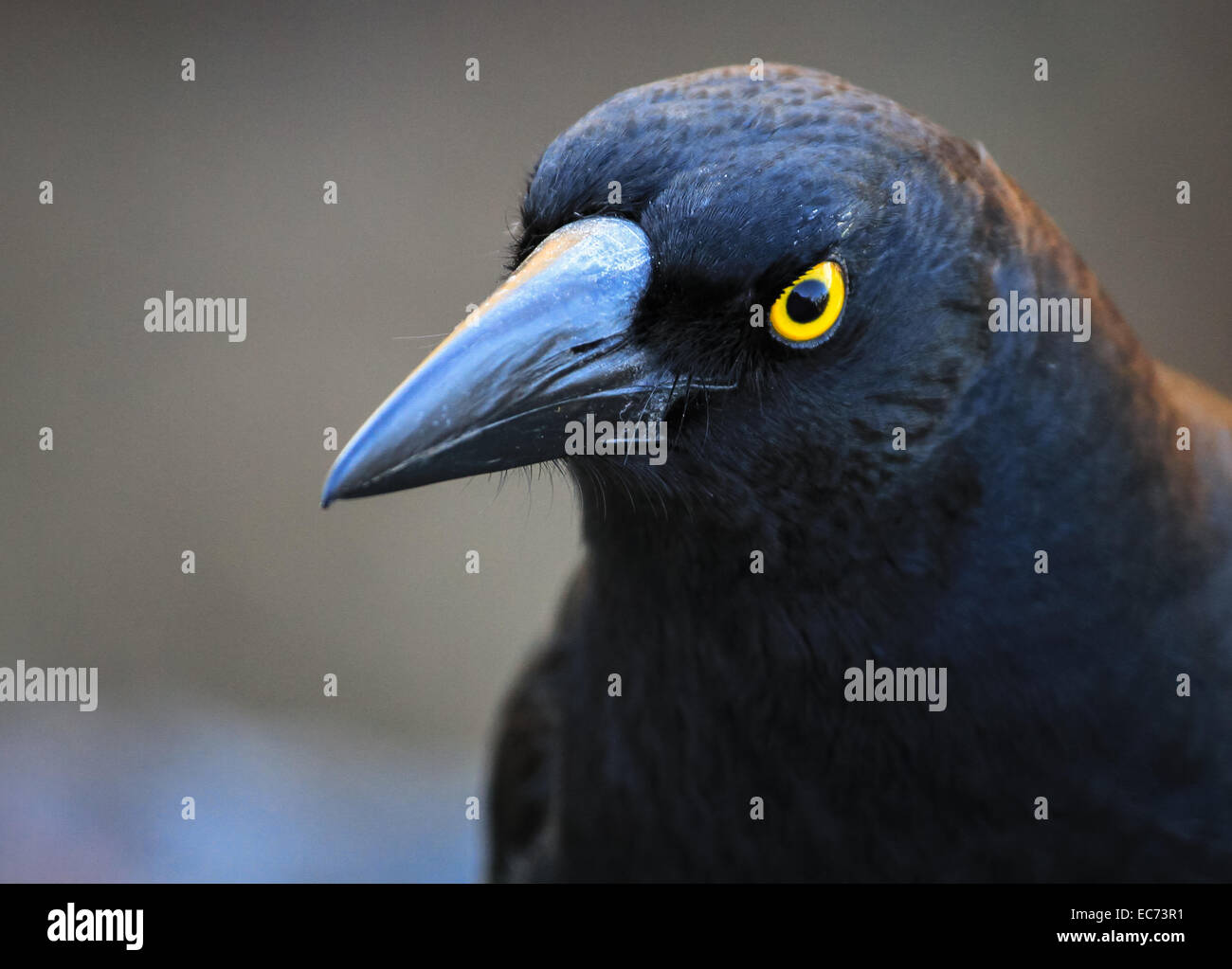 Currawong in den Blue Mountains, New South Wales, Australien Stockfoto