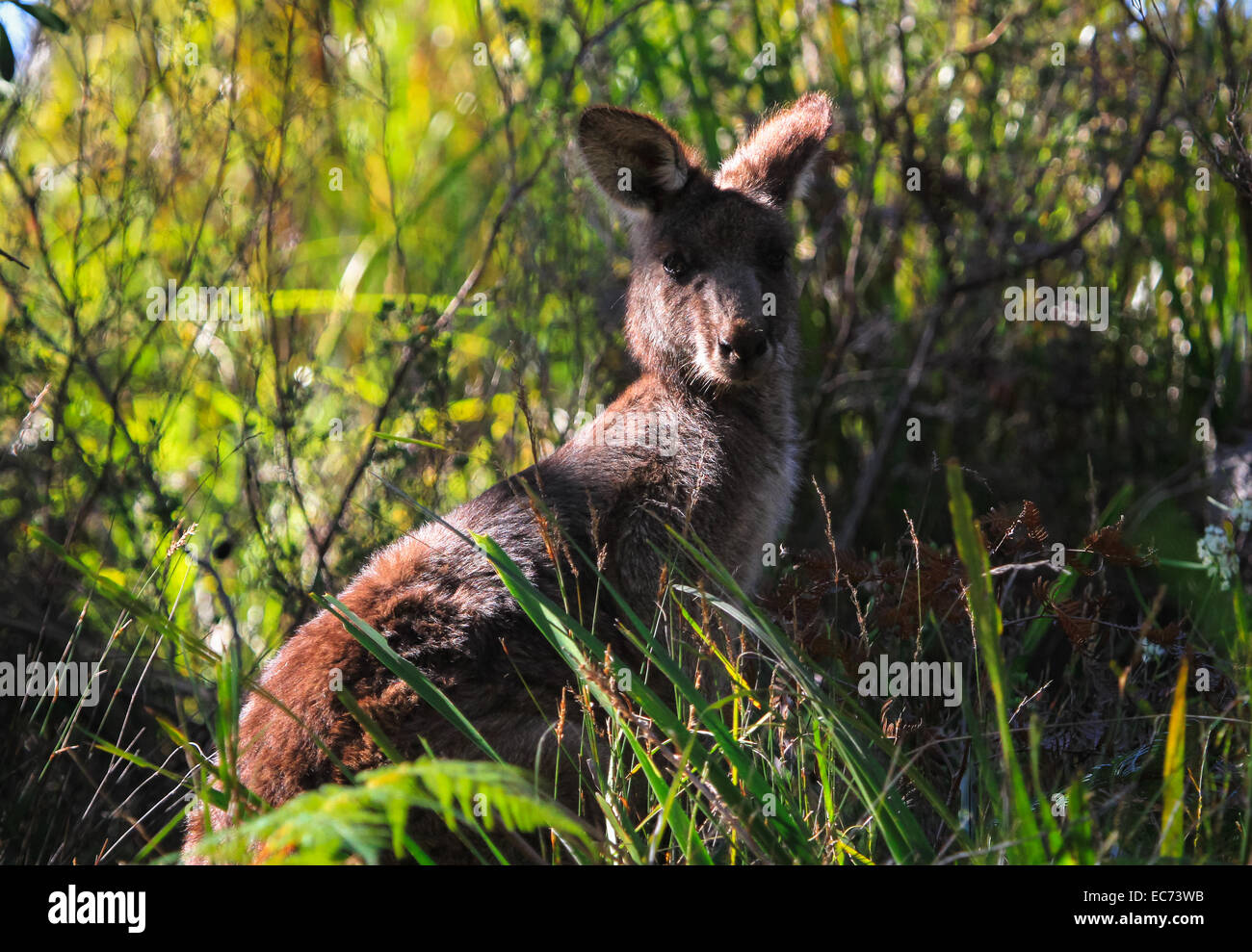 Östliche graue Känguru in den Büschen, Victoria, Australien Stockfoto