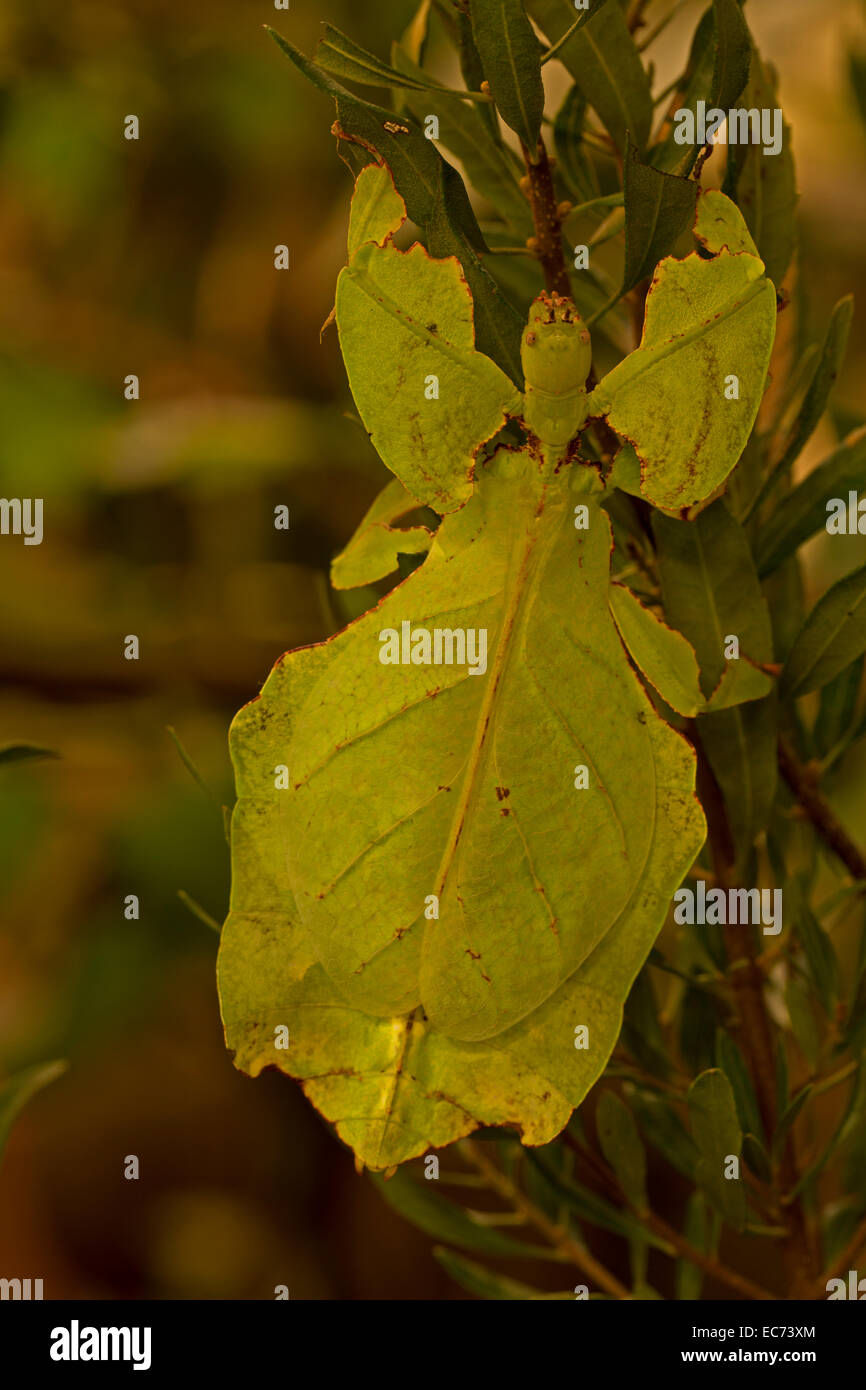 RIESIGES Blatt Insekt, Phyllium Giganteum aus den Regenwäldern Südostasiens, gefangen Stockfoto