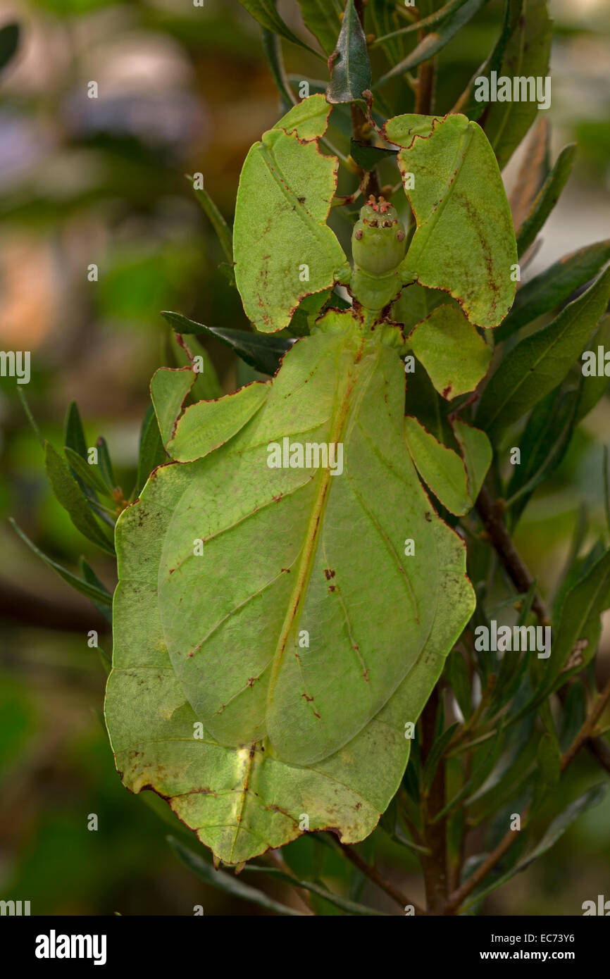 RIESIGES Blatt Insekt, Phyllium Giganteum aus den Regenwäldern Südostasiens, gefangen Stockfoto