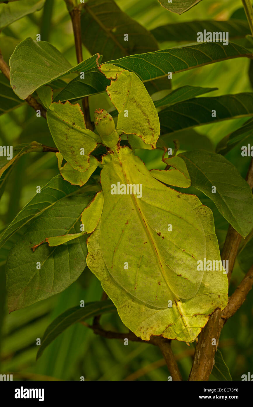 RIESIGES Blatt Insekt, Phyllium Giganteum aus den Regenwäldern Südostasiens, gefangen Stockfoto