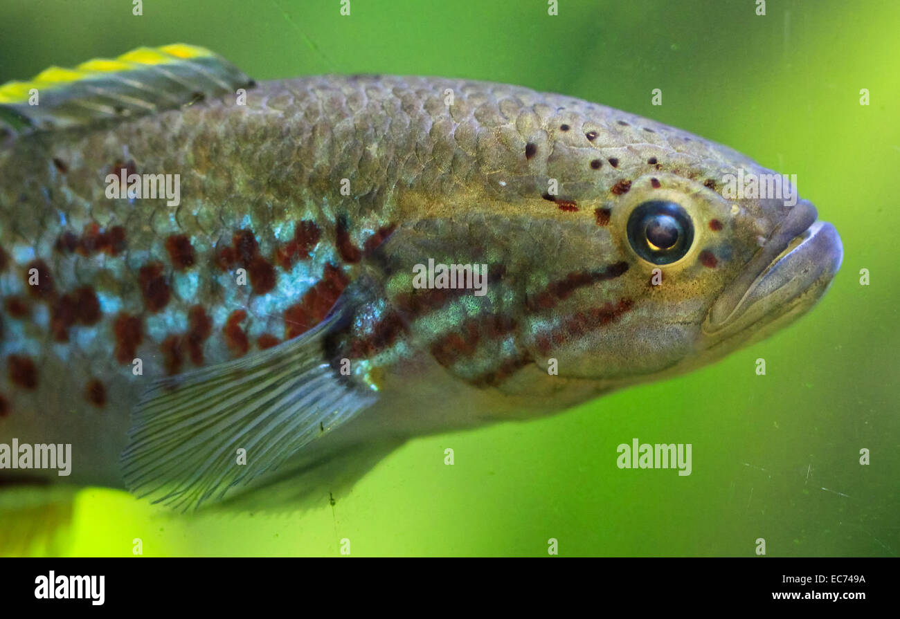 Bunte Fische Stockfoto